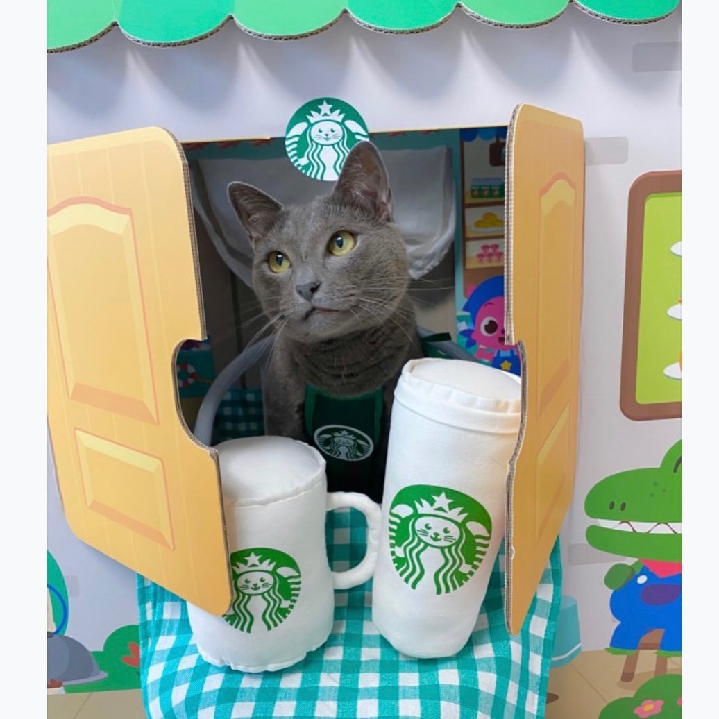 Cat work clothes and dog clothes