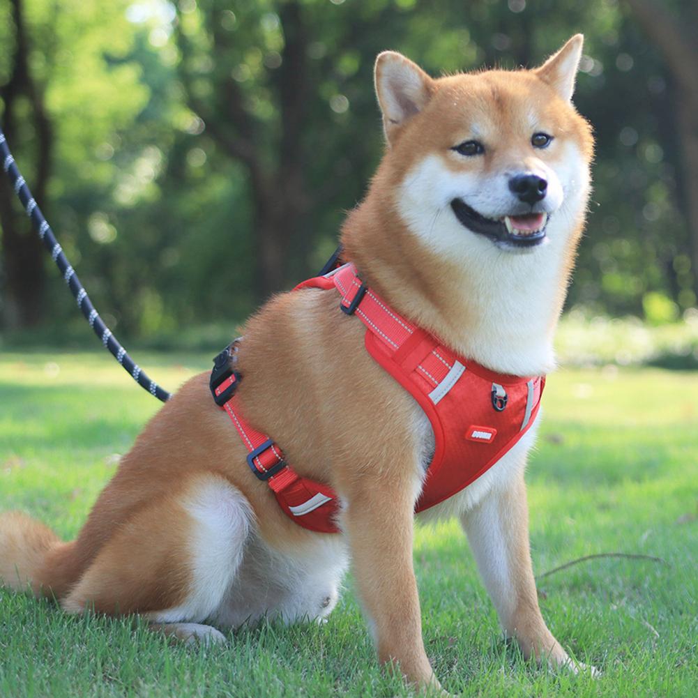 Dog harness, outdoor running training